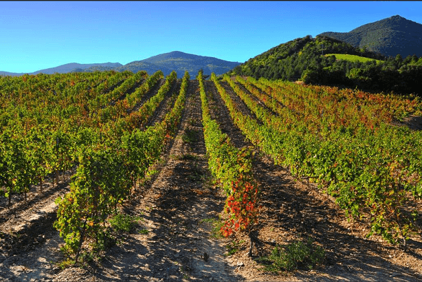 Paysages de vignes