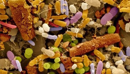 image microbiotes