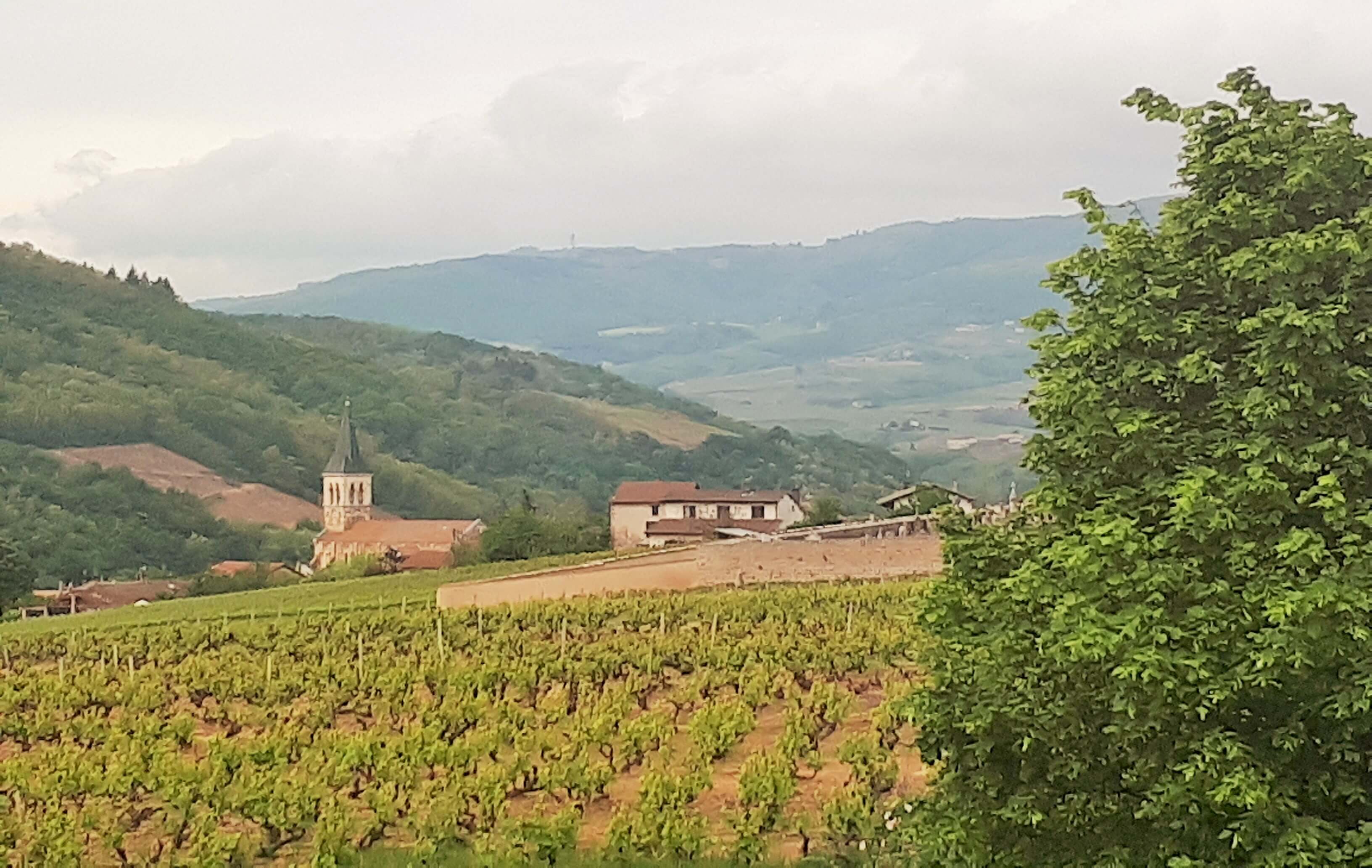 Photo de paysage de vignes à Juliénas en Beaujolais
